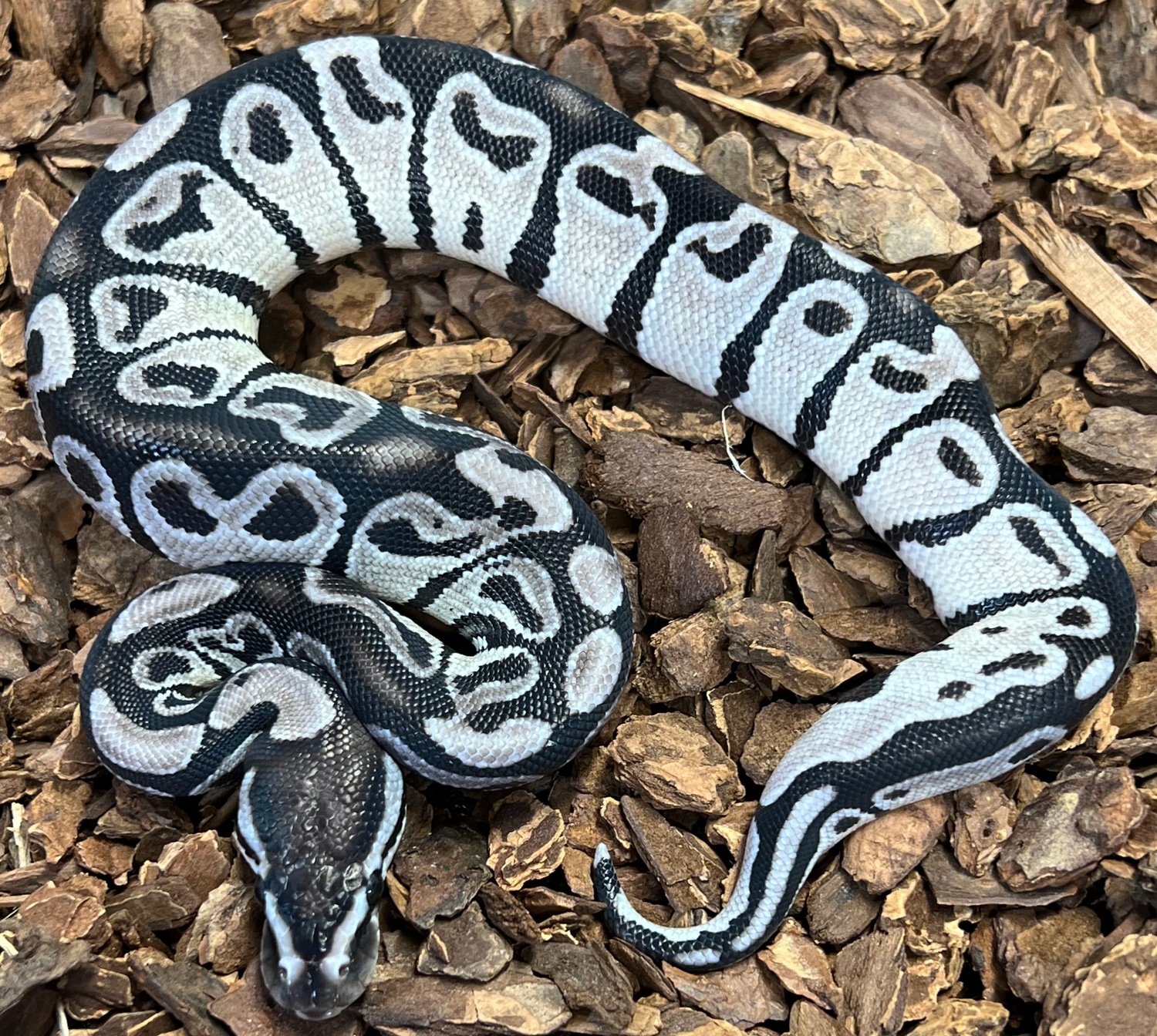 Axanthic VPI Ball Python by Rustys-balls - MorphMarket