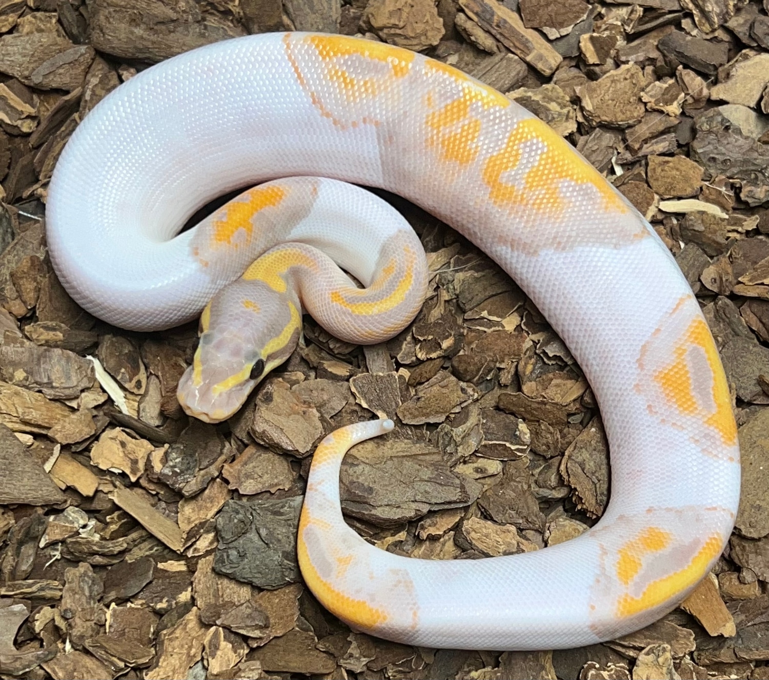 Banana Pied Ball Python by Rustysballs MorphMarket