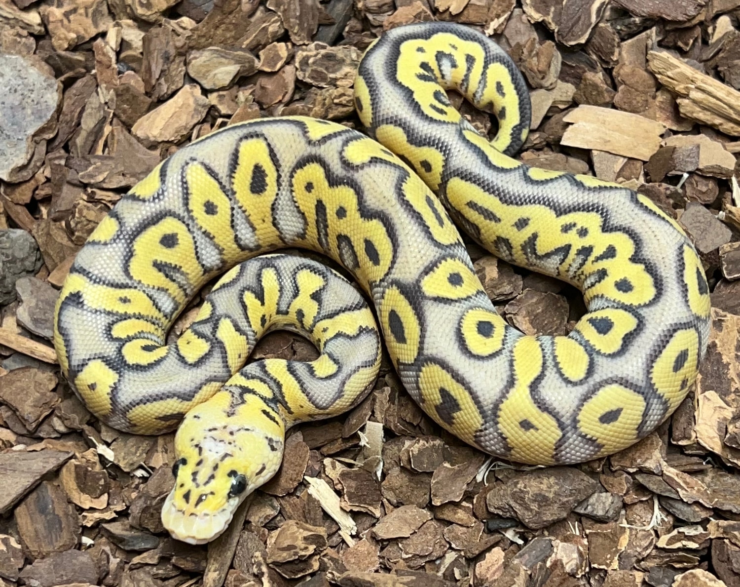 Super Pastel Clown Ball Python by Rustys-balls - MorphMarket