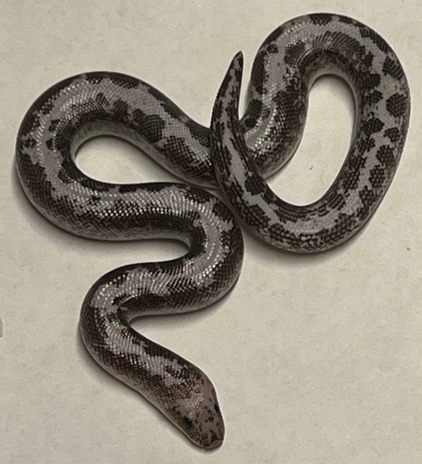 Anery Stripe Sand Boa Kenyan Sand Boa by Rustysballs MorphMarket