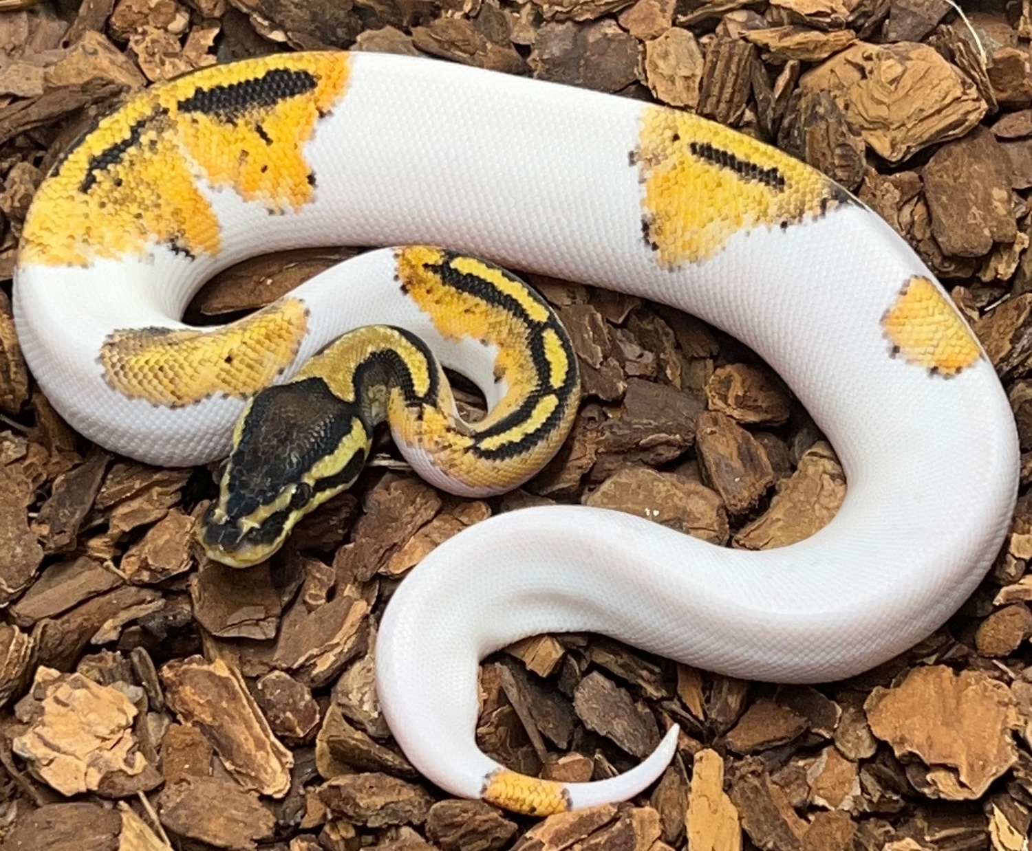 Pastel Pied Ball Python by Rustys-balls - MorphMarket