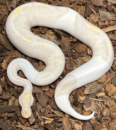 Super Banana Pastel Pied Ball Python by Rustys-balls