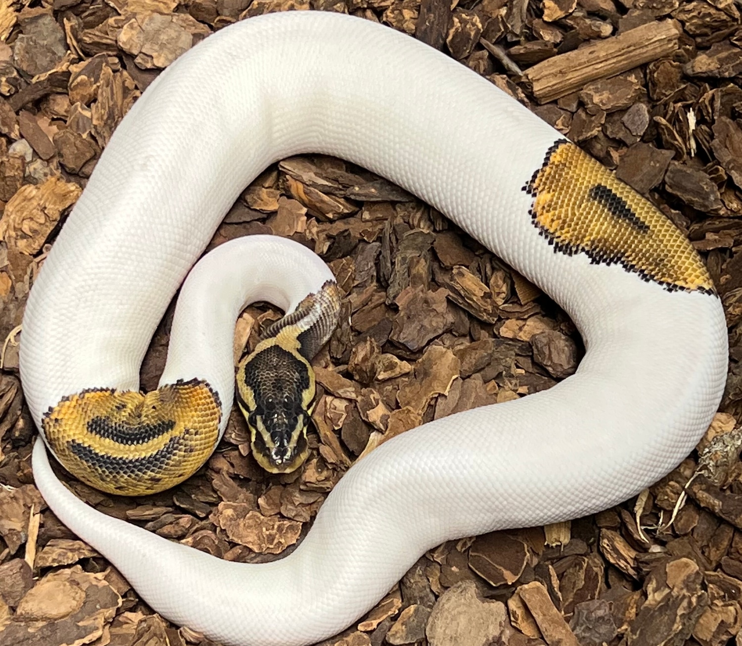 Pied Ball Python by Rustys-balls - MorphMarket