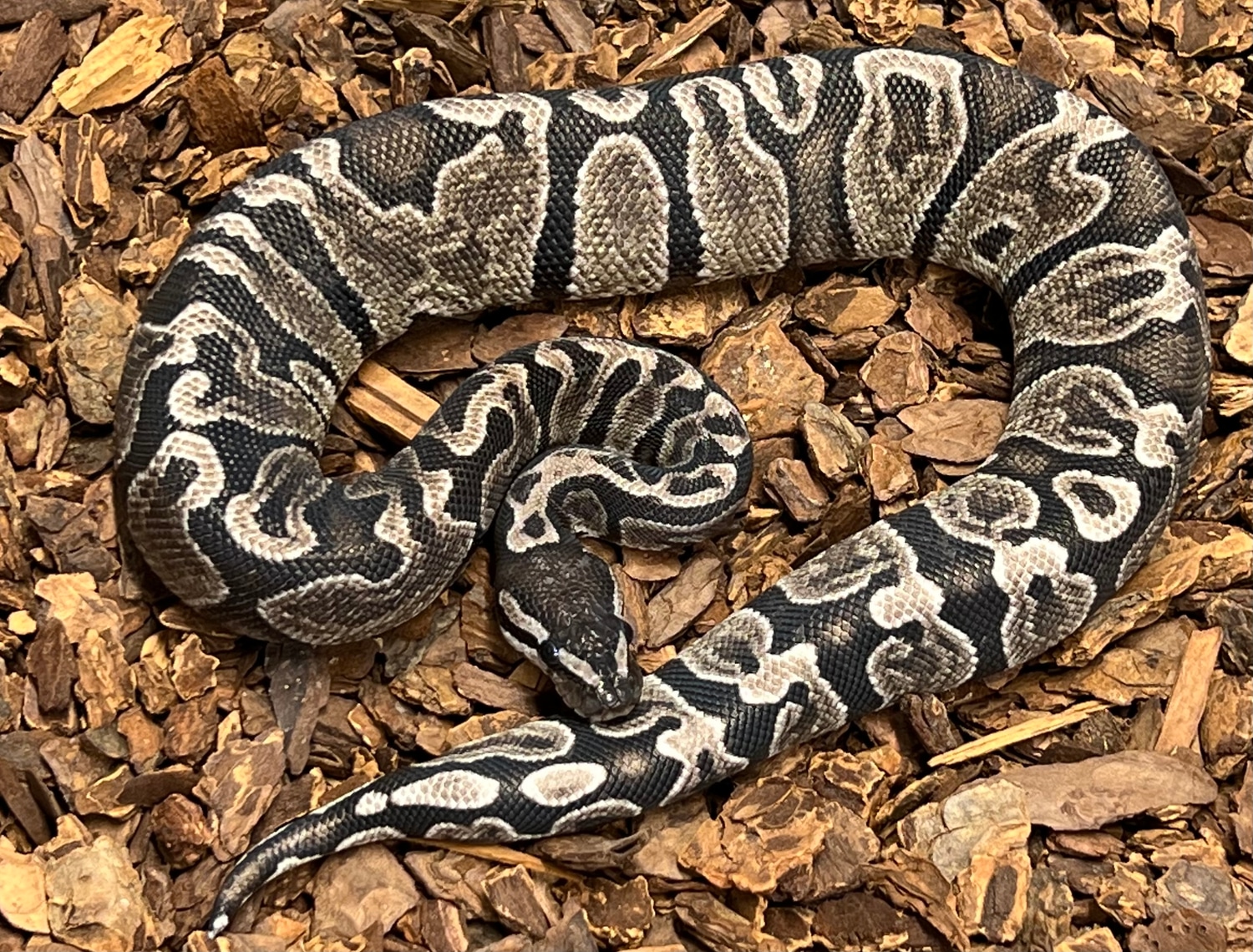 GHI Axanthic Ball Python by Rustys-balls - MorphMarket