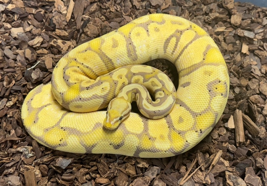 Banana Pastel Het Pied Ball Python by Rustys-balls