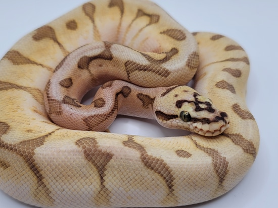 Butter Pastel Enchi Spider $60 Flate Rate Shipping Ball Python by Brex ...