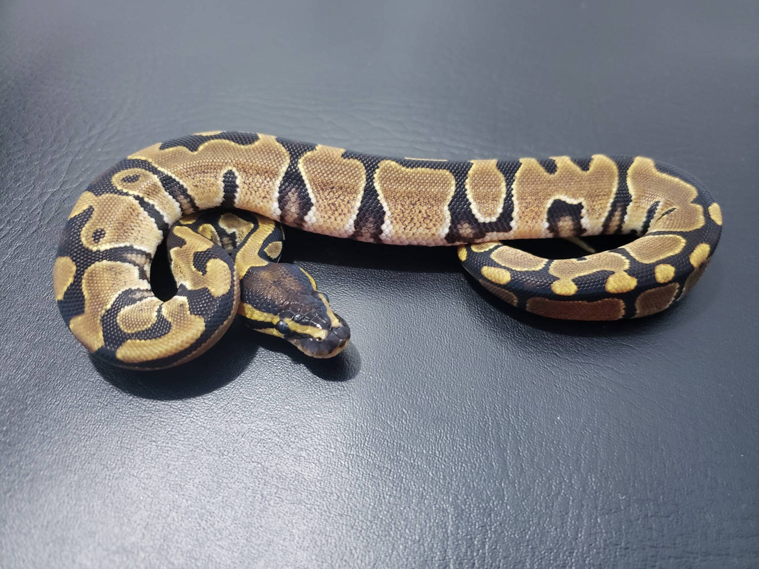 Normal Het Pied Ball Python by RS Pythons - MorphMarket