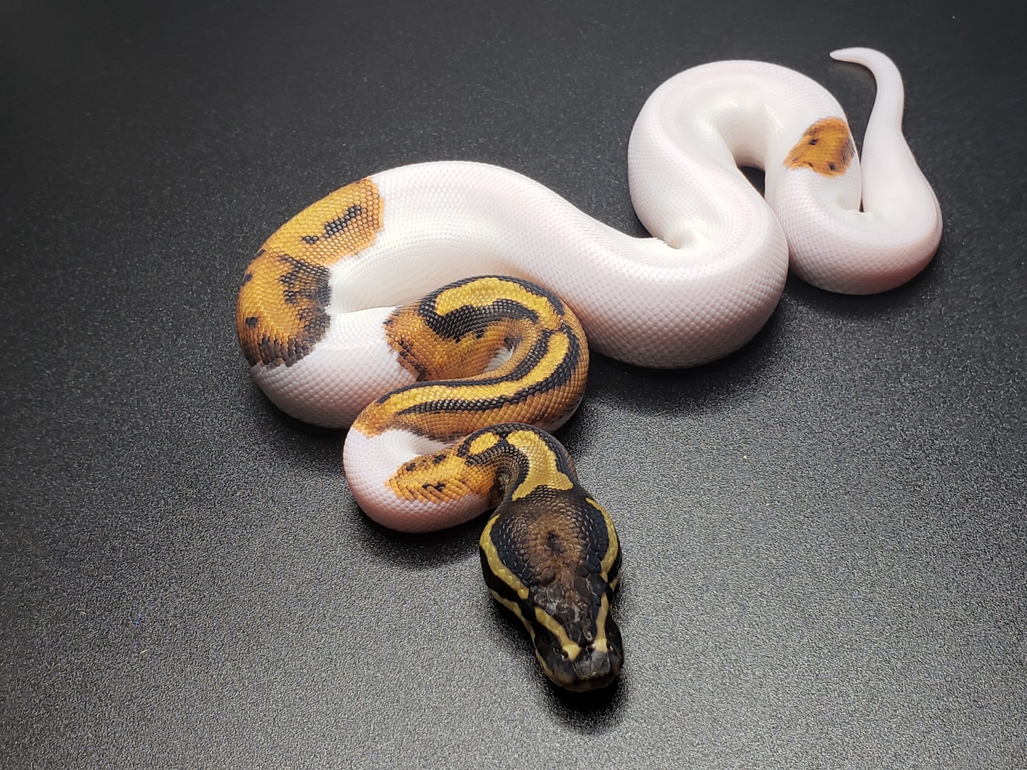 Pied 50%Het Albino Ball Python by RS Pythons - MorphMarket
