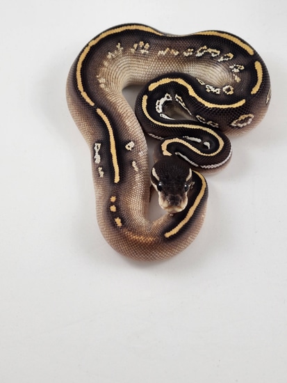 Black Magic Python Blackhead Black Magic (Barnhart) Calico Pos Yb Het Clown Ball Python by ...