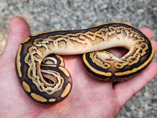 black pastel bongo ball python by freedom breeder -... Black Pastel Bongo 66% Het Candy Ball Python by The Grey Seal
