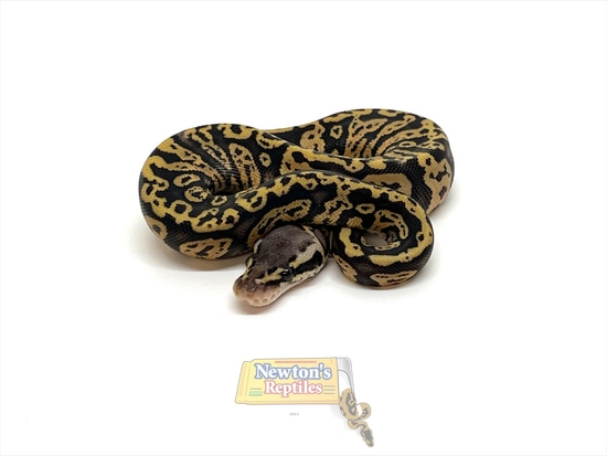 Super Pastel Confusion Ball Python by Newton's Reptiles
