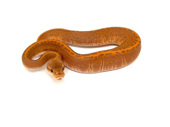 Ultramel BP Pin Ball Python by Newton's Reptiles