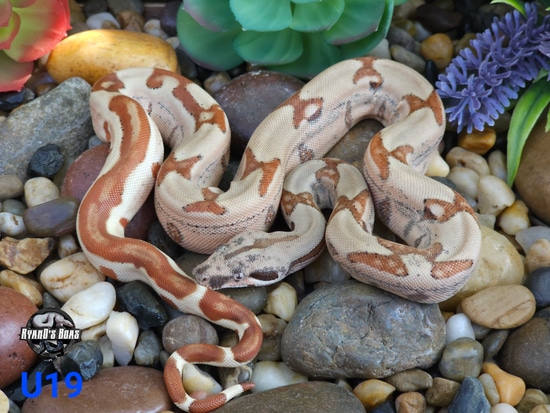 Possible Super Hypo Jungle Het Snow Boa Constrictor by RyanD's Boas