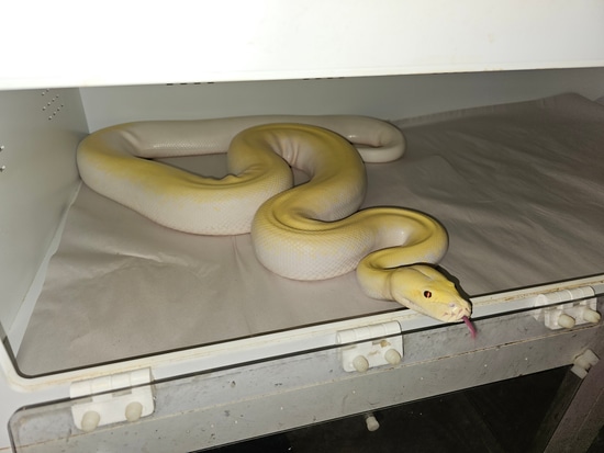 2018 Male Ivory Burmese Python by RyanD's Boas