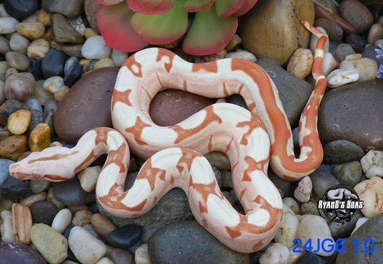 24 Junglow Het Anery (Possible Super Hypo) Boa Constrictor by RyanD's Boas