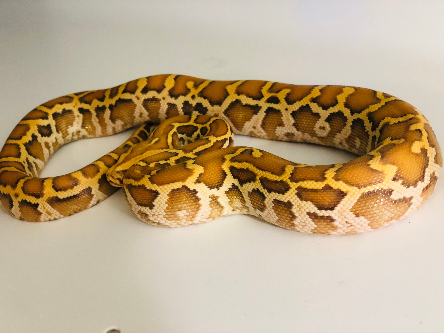 Gulf Coast Caramel Burmese Python by Devine Exotics MorphMarket
