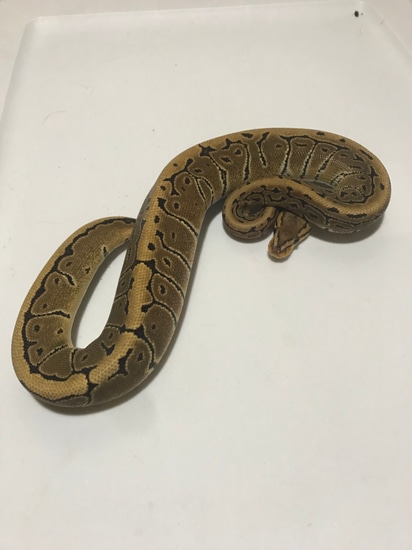Pinstripe Chocolate 50%het Clown Ball Python by Ryan Hellander Reptiles