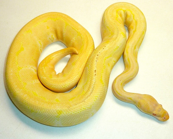 Albino Pinstripe Ball Python by Exotic & Morph