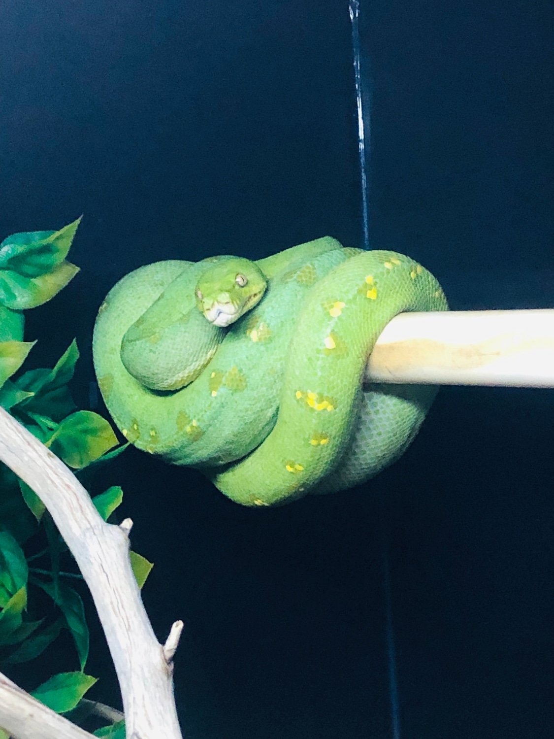 USA Captive Bred Cyclops Mtn Type Green Tree Python by Snake Rattle and ...