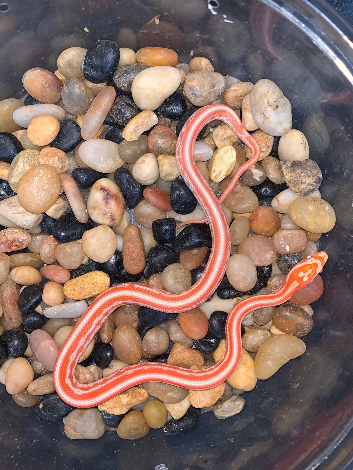 Orange Candy Cane Tessera 66 Het Cinder Corn Snake by REP Colubrids