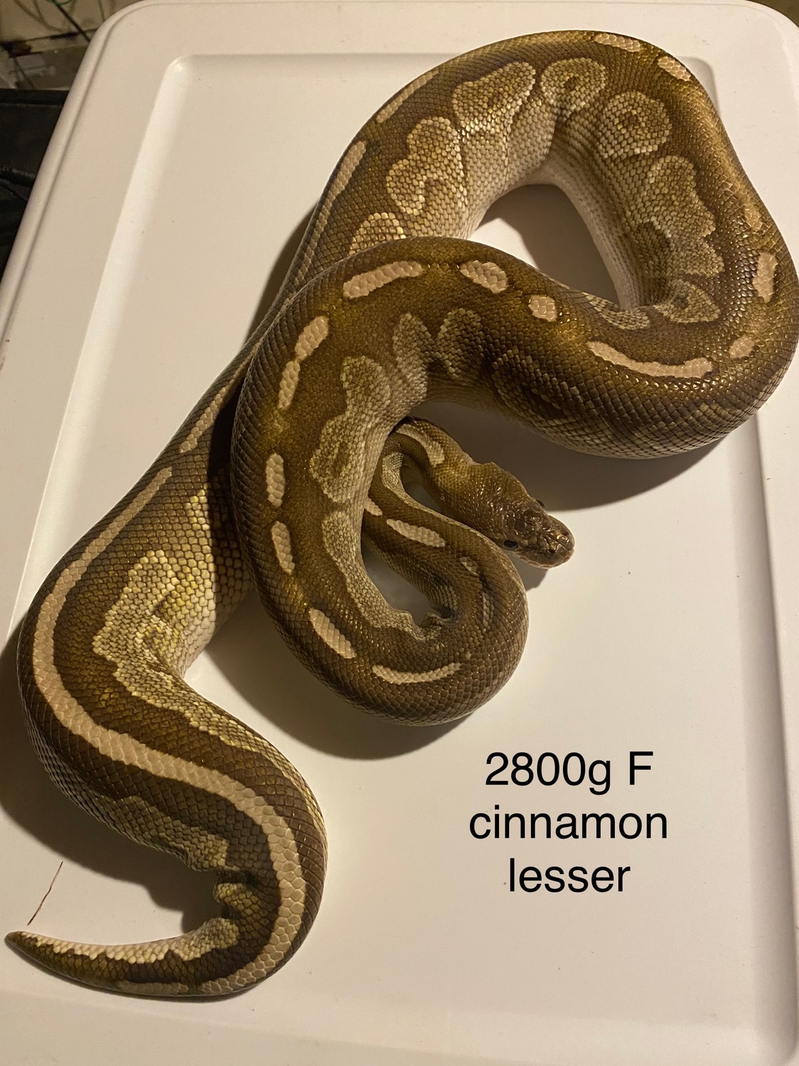 Cinnamon Lesser Ball Python by Ryanpaigesexotics - MorphMarket