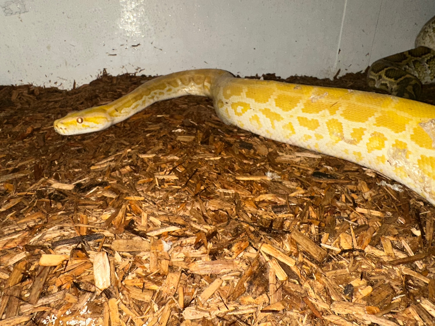 Pearl Het Gulf Coast Caramel Burmese Python by Ryanpaigesexotics ...
