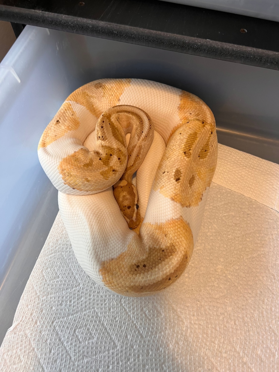 Banana Pied Ball Python by Entitled Exotic Reptiles MorphMarket