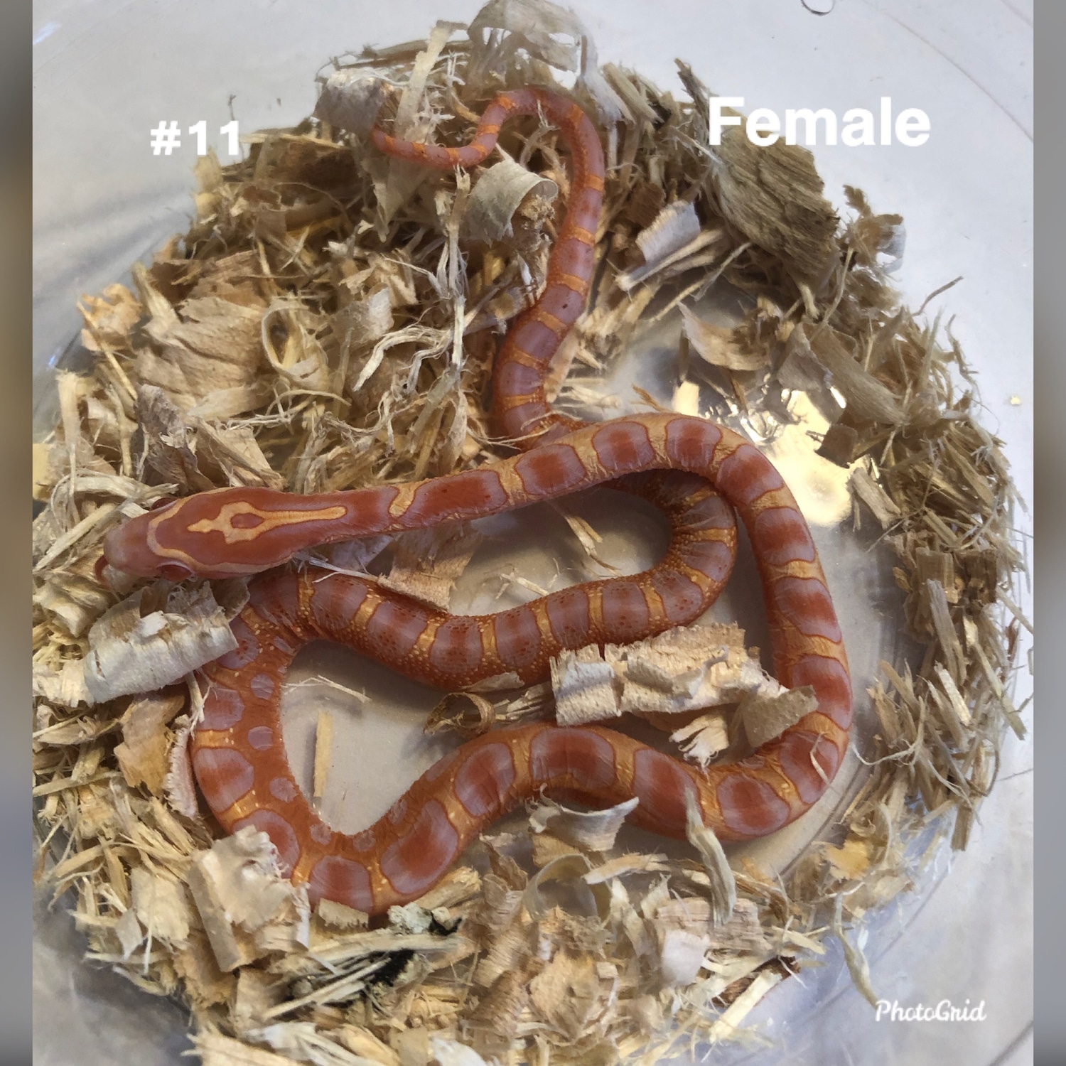 Amel Scaleless Het Anery Corn Snake by Ryan’s Reptiles - MorphMarket