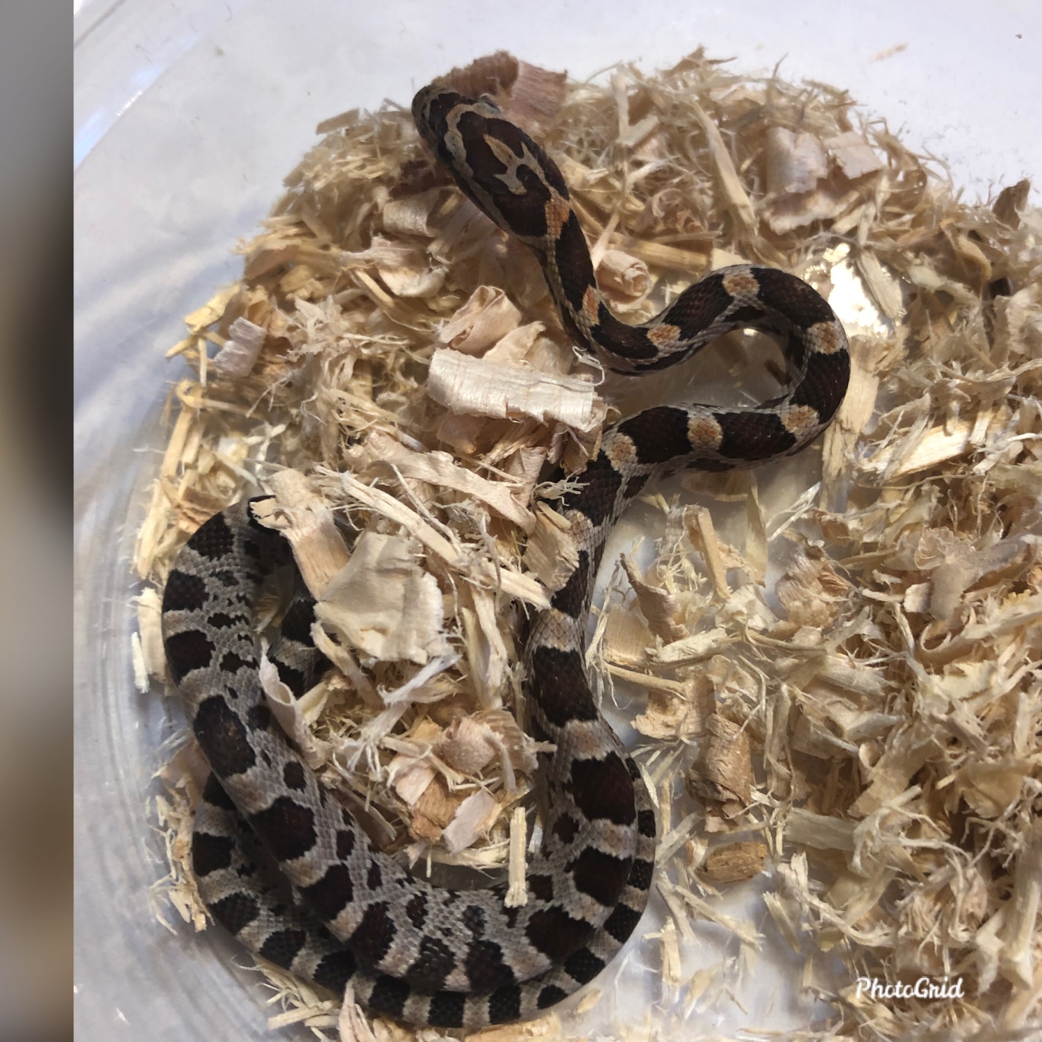 Normal Het Scaleless Het Anery Het Amel Het Lava Corn Snake by Ryan’s