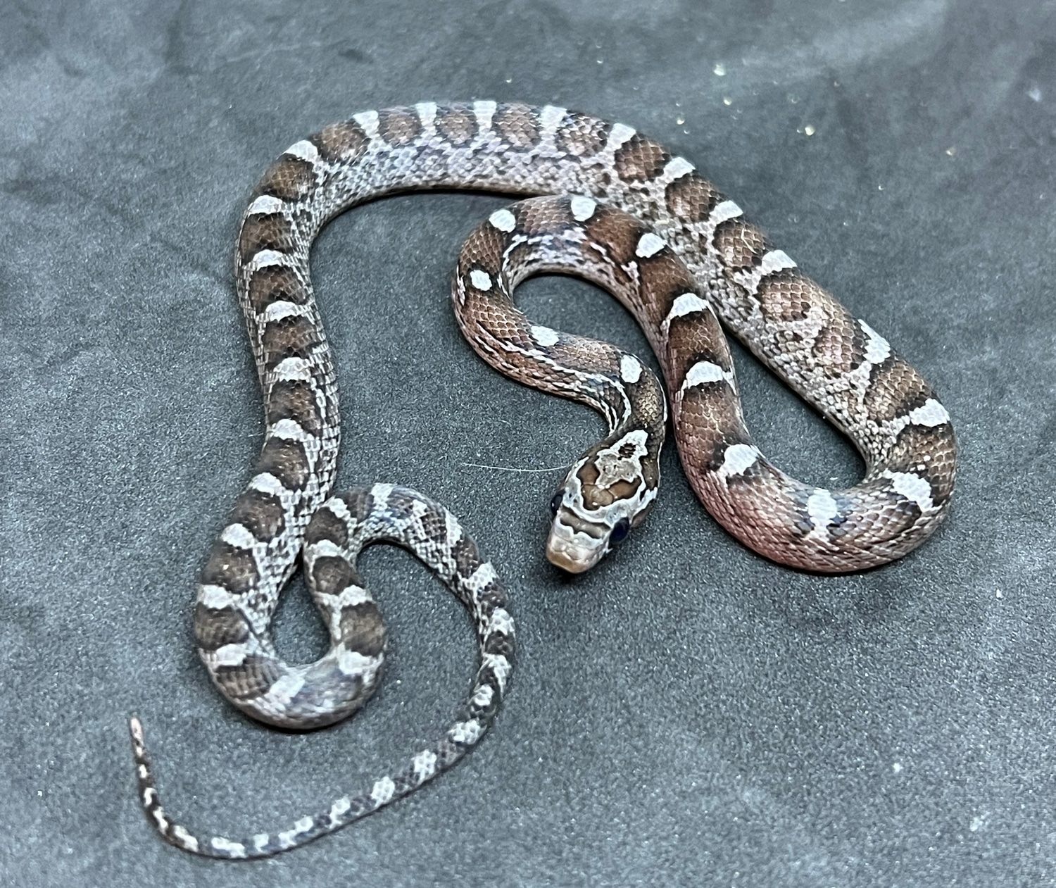 Buf Miami Charcoal Diffused Corn Snake By Ryan s Reptiles MorphMarket Buf Miami Charcoal Diffused Corn Snake By Ryan s Reptiles MorphMarket