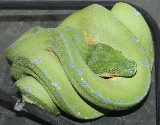 Manokwari NW Green Python Green Tree Python by Molecular Reptile