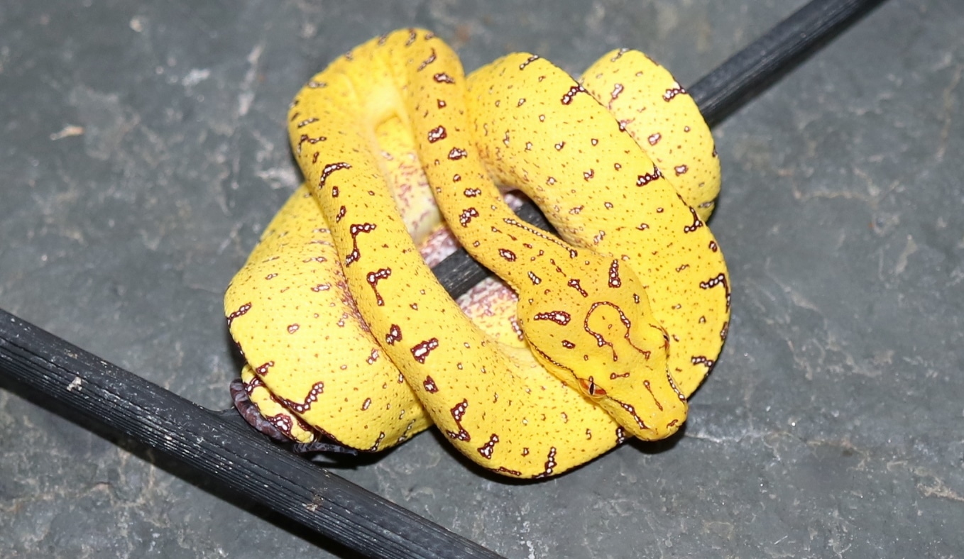 Manokwari Green Tree Python by Molecular Reptile - MorphMarket