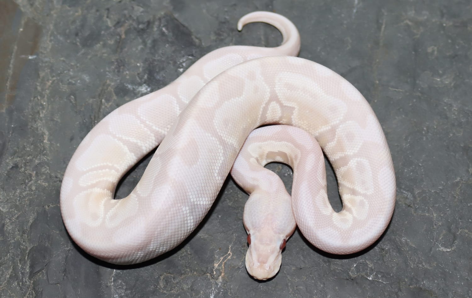 Lavender Snow Ball Python by Molecular Reptile - MorphMarket