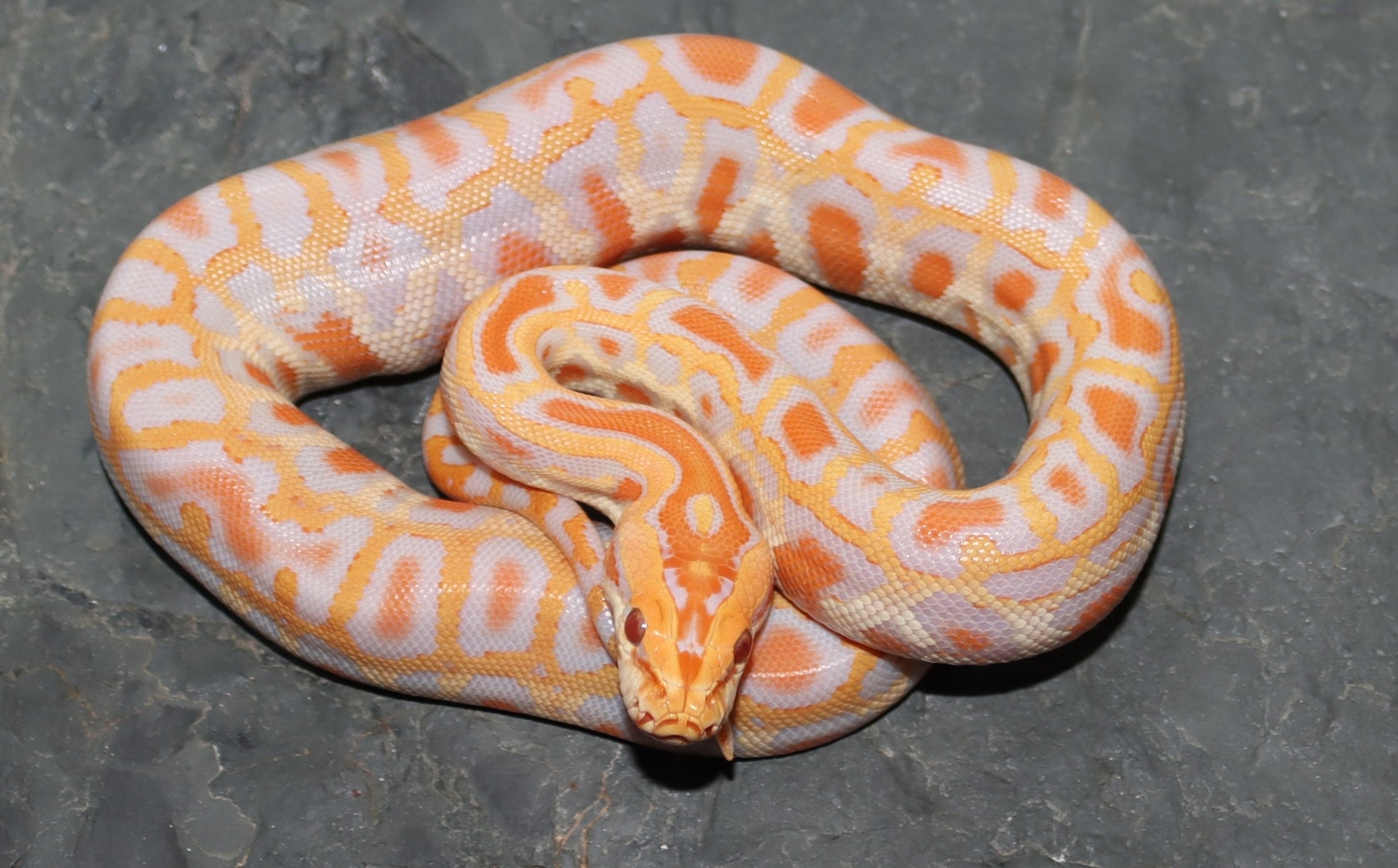 Albino Burmese Burmese Python by Molecular Reptile - MorphMarket