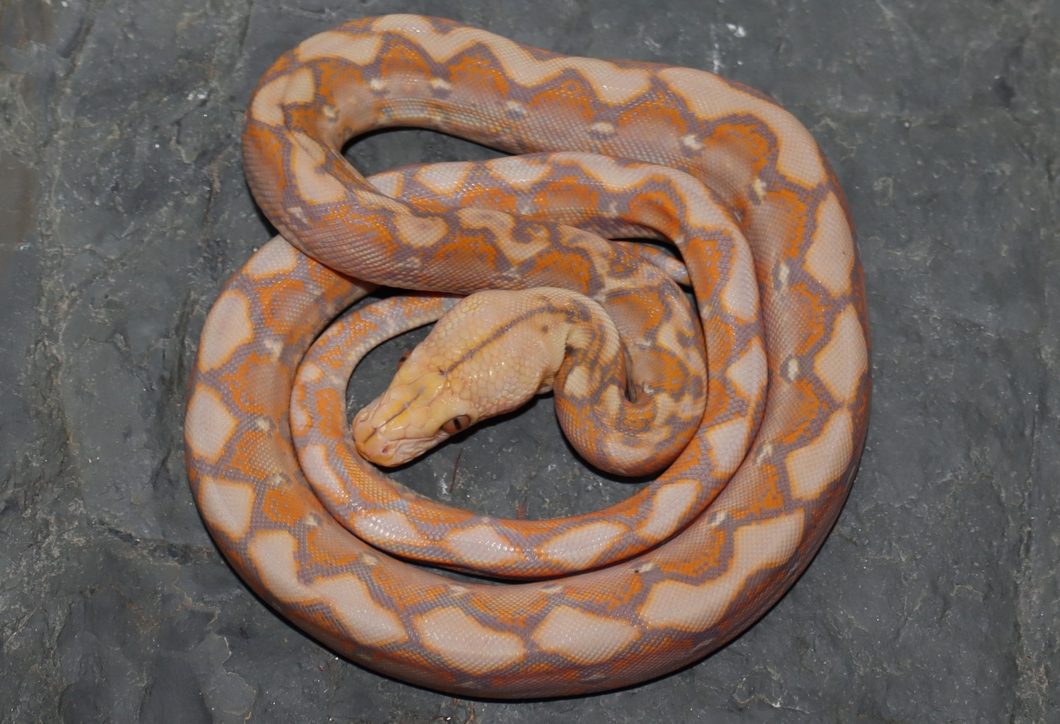 Renick Ghost Reticulated Python by Molecular Reptile - MorphMarket
