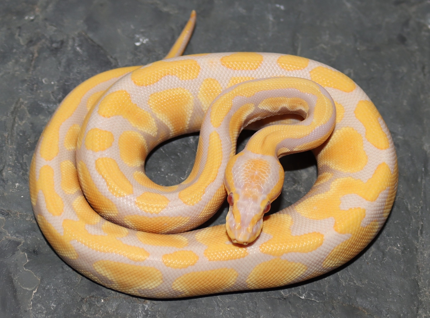 Lavender Het Pied Het Axanthic Ball Python by Molecular Reptile ...
