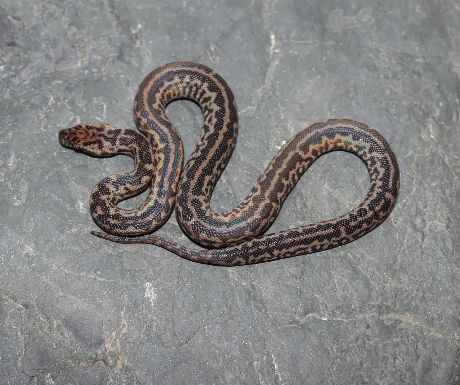 Striped Spotted Python by Molecular Reptile - MorphMarket