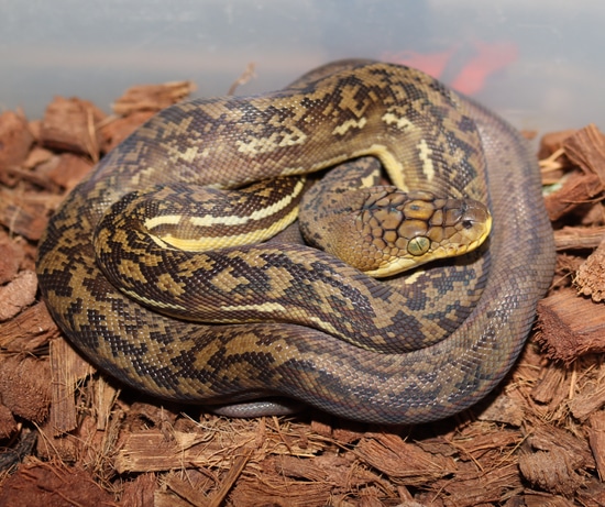 2023 Lesser Sundas Python Timor Python by Molecular Reptile