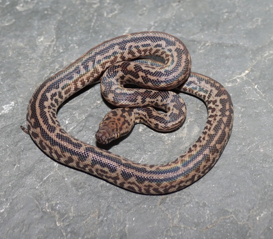 Stripe Spotted Spotted Python by Molecular Reptile