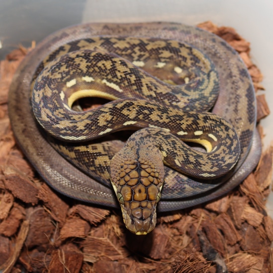 Lesser Sundas Python Timor Python by Molecular Reptile
