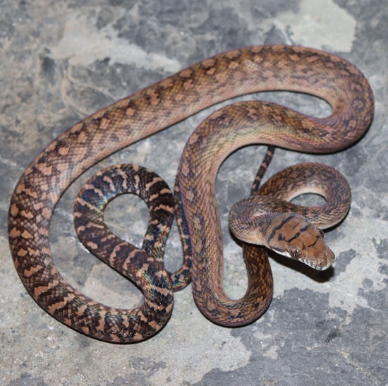 Tanahmera Southern Scrub Scrub Python by Molecular Reptile