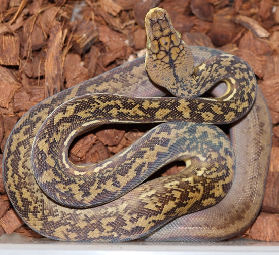 Timor Python by Molecular Reptile