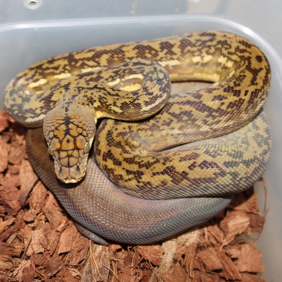 Lesser Sundas Python Timor Python by Molecular Reptile