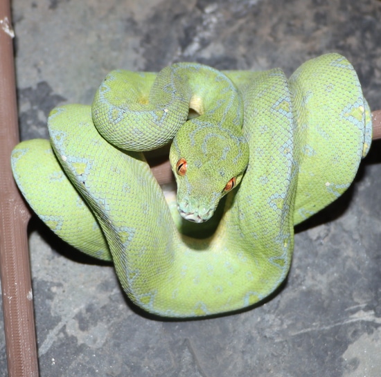 NWestern GTP (Manokwari) Green Tree Python by Molecular Reptile