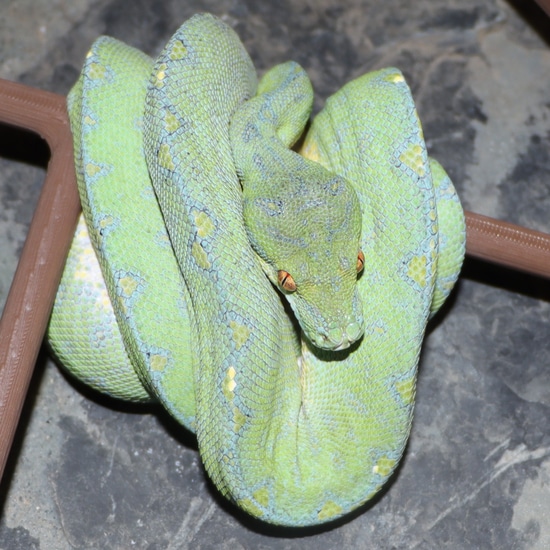 NWestern GTP (Red) Green Tree Python by Molecular Reptile