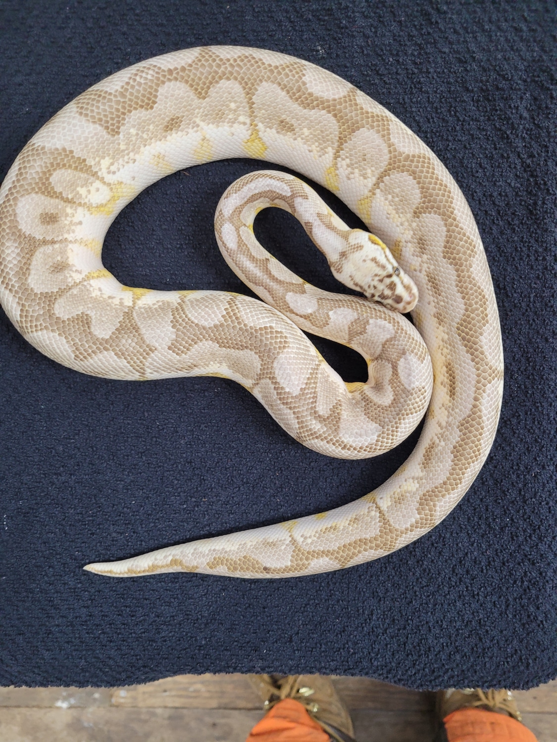 Queen Bee Het Red Axanthic Ball Python by Fine line Royals - MorphMarket