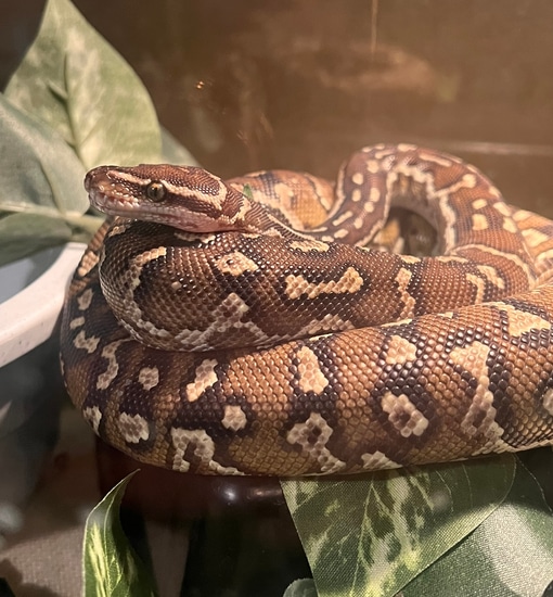 Angolan Python by Doug's Reptiles