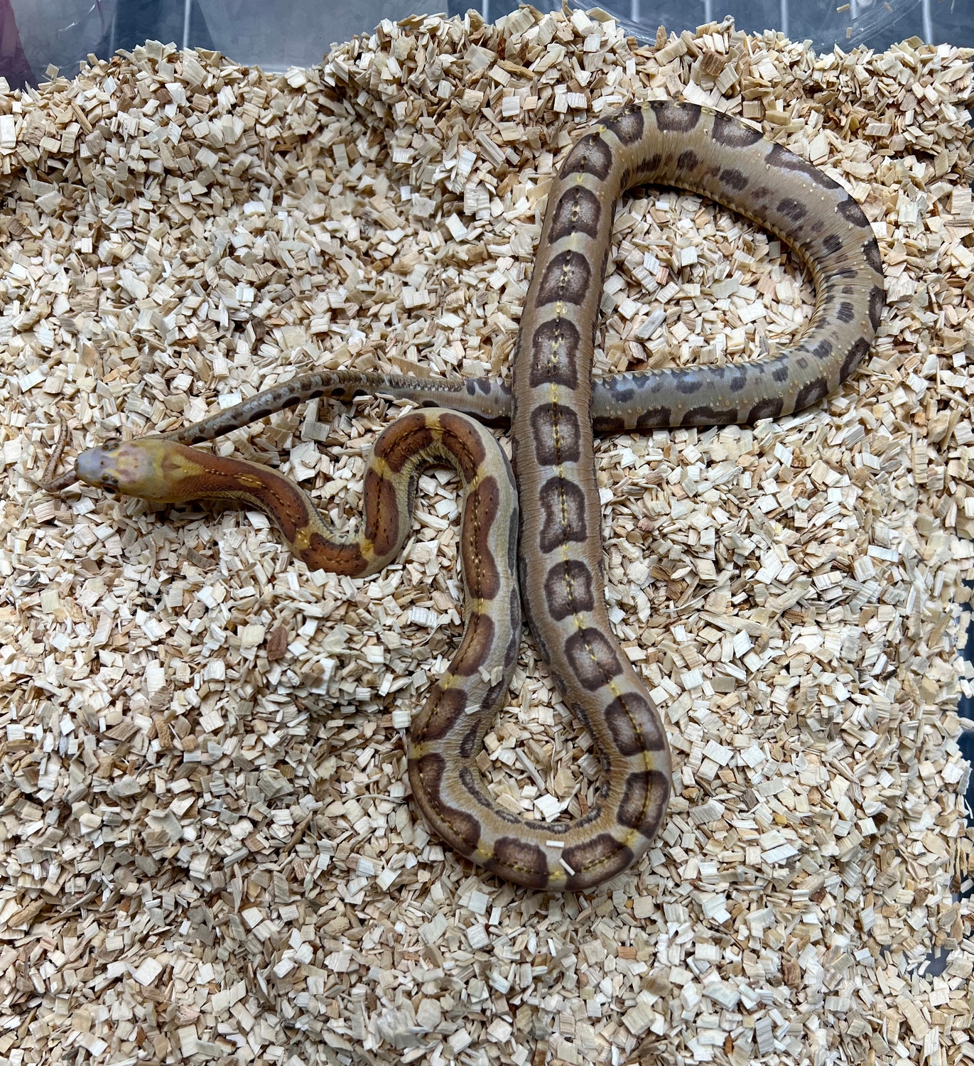 Scale Less Corn Scaleless Corn Snake by TriState Snakes - MorphMarket