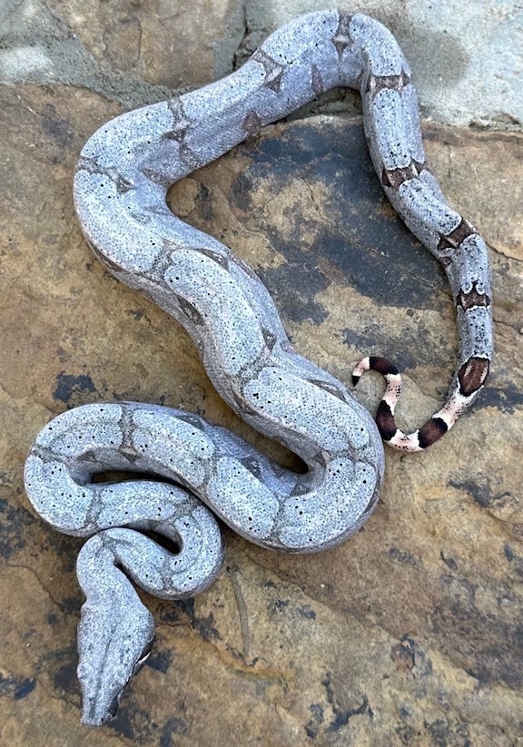 CB22 Bolivian Boa Shorttailed Boa Constrictor by Wild Ryno Inc