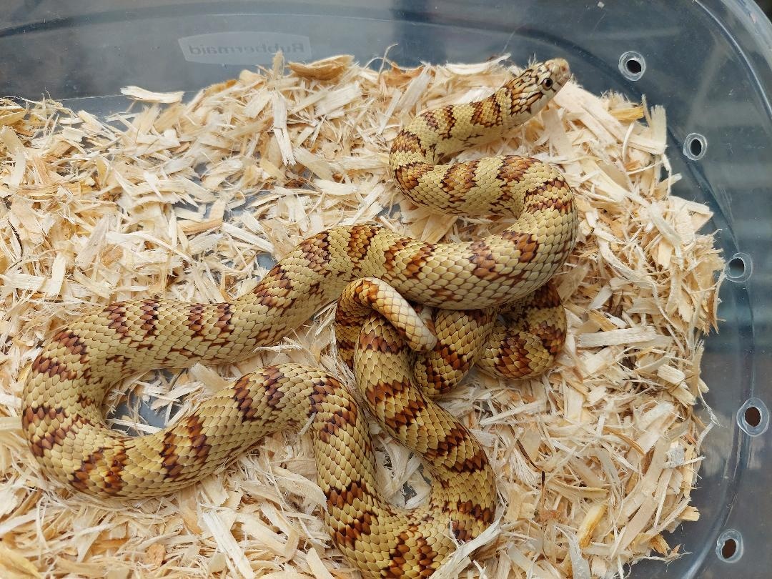 Illustration of Frozen-Thawed Rat Feeding Regimen For Kingsnakes